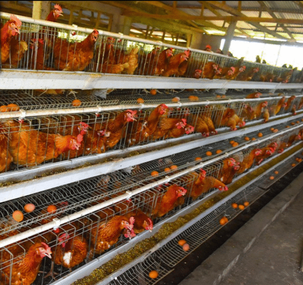 layers chicken cage Chicken Cages - High Quality 128 Hens Capacity, 4 tier, A type Poultry Cage