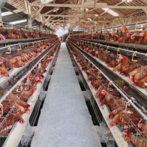 Poultry farming equipment