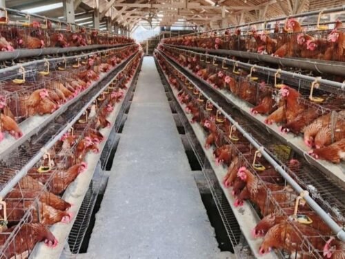 chicken cages 3 Chicken Cages - High Quality 128 Hens Capacity, 4 tier, A type Poultry Cage