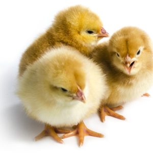 Day Old Improved Kienyeji Chicks