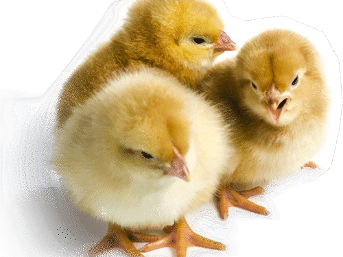 Day Old Improved Kienyeji Chicks