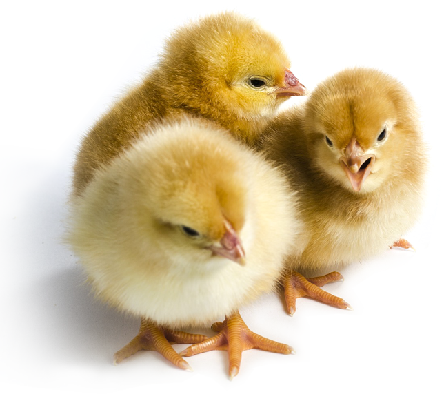 Day Old Improved Kienyeji Chicks