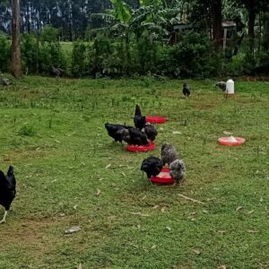 cocks chicken male