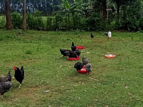 cocks chicken male cocks chicken male