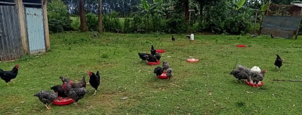 cocks chicken male cocks chicken male